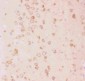 Anti-Tuberin Picoband Antibody